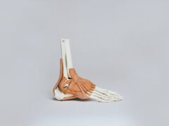 Budowa anatomiczna stopy